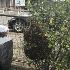 日当5万以上可能　40-80万が平均月収です　蜂駆除「蜂ハンター」害虫駆除の画像