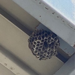 日当5万以上可能　40-80万が平均月収です　蜂駆除「蜂ハンター」害虫駆除の画像
