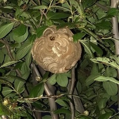 日当5万以上可能　40-80万が平均月収です　蜂駆除「蜂ハンター」害虫駆除の画像
