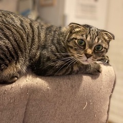 良い里親さん決まりました☺️ありがとうございます。