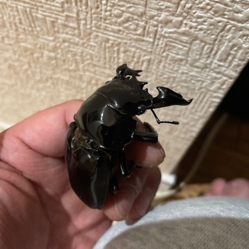 タランドゥスオオツヤクワガタ