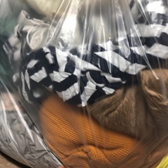 3、4Lサイズレディース服の画像