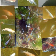 ♥️高級ミックスメダカの卵♥️エビ♥️水草♥️【卵のみ配送可能】
