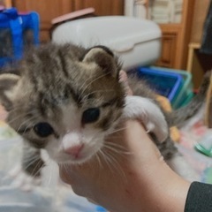 オス生後4週間