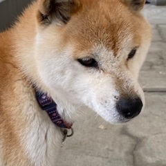 可愛がって大切に最後まで育ててくださる方！