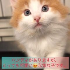 丸々かわいい　〇子猫ノルウェージャンちゃん〇●●アゴはネコでお世...
