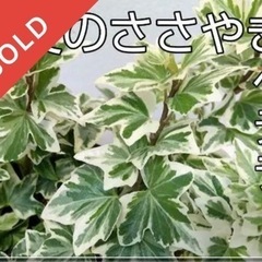 ヘデラのお渡し完了致しました