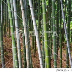 竹持ち帰って下さい。