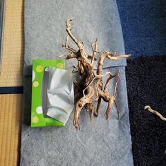 流木水槽に