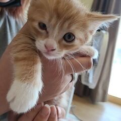 保護猫ちゃんが産みました。