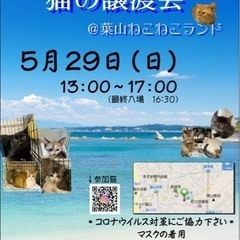 葉山ねこ保護猫譲渡会