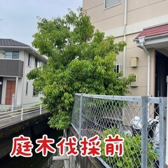 庭木伐採・排水マスの蓋の隙間から生え出だ木の撤去を排水マスの掃除