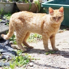 【決まりました！】赤虎のまだ小さい猫です