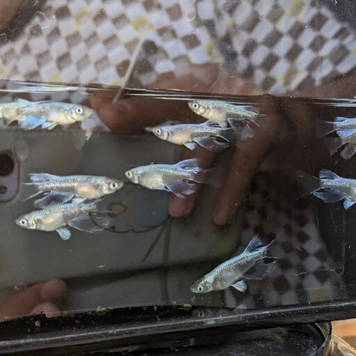 中里リアルロングフィンメダカ　成魚1ペア