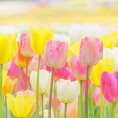 🌷全国🌷🌷女性限定🌷💐メンタルFRIEND💐 - 中央区