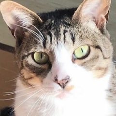 美猫のシロキジそう君 - 猫