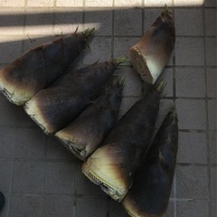 たけのこ6本の画像