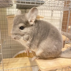里親様決まりました。ありがとうございました。