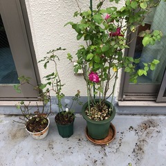 薔薇苗　３鉢　ピンク系　自宅余剰分を差し上げます