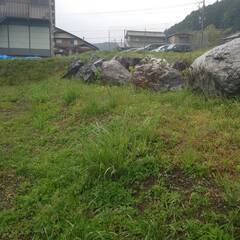 庭石差し上げます。