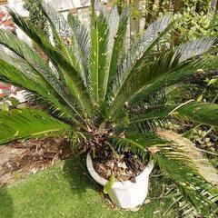 ソテツ　植物