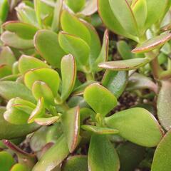 【金のなる木】苗　15㎝くらい　多肉植物　カネノナルキ