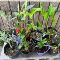 『終了しました』植物のセット1