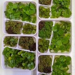 🐸🌿水草サラダパック無料プレゼント［年中無料］