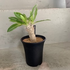 パキポディウム　カクチベス　塊根植物