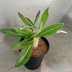 パキポディウム　カクチベス　塊根植物の画像