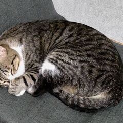 迷子猫探しています！