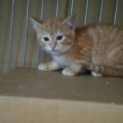 茶トラお見合い中❀子猫の里親さんを探しています❀