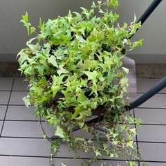 アイビー鉢植えの画像