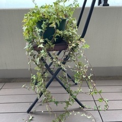 アイビー鉢植えの画像