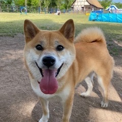 犬友達・呑み友達募集(女性限定)