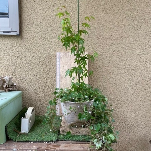 サンゴモミジ　苗木　約60cm     ツタバウンランつき