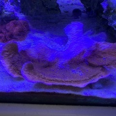 ウスコモンサンゴ　レッド