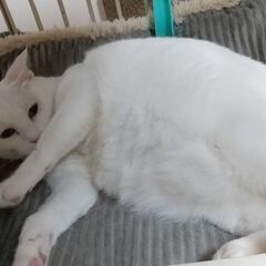 へそ天が得意な白猫　ホワイティ　 − 神奈川県