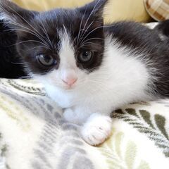 3匹の子猫の里親募集