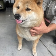 柴犬 里親募集 6歳 （代理投稿です）
