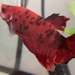 ベタ オス