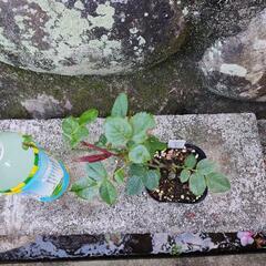 バラ　挿し木苗　アプリコットネクターの画像