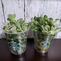 観葉植物 多肉植物 胡蝶の舞① カット苗 たくさん