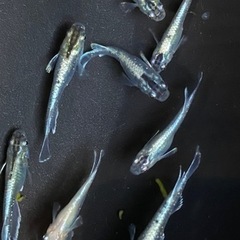 メダカ　鱗光　画像の個体全ての画像