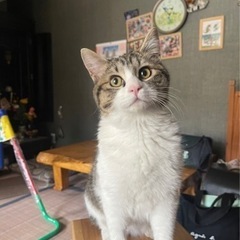 商談中　9ヶ月　オス猫
