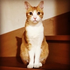 迷い猫2022.5/6(木)