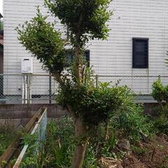🌲山茶花【サザンカ】かサルスベリの木です！の画像