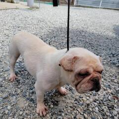 繁殖引退犬のフレンチブルドッグ　メス　全頭、話し合い中　3頭