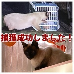 猫の捕獲器