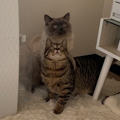 大きな琥珀色の目の猫ちゃん